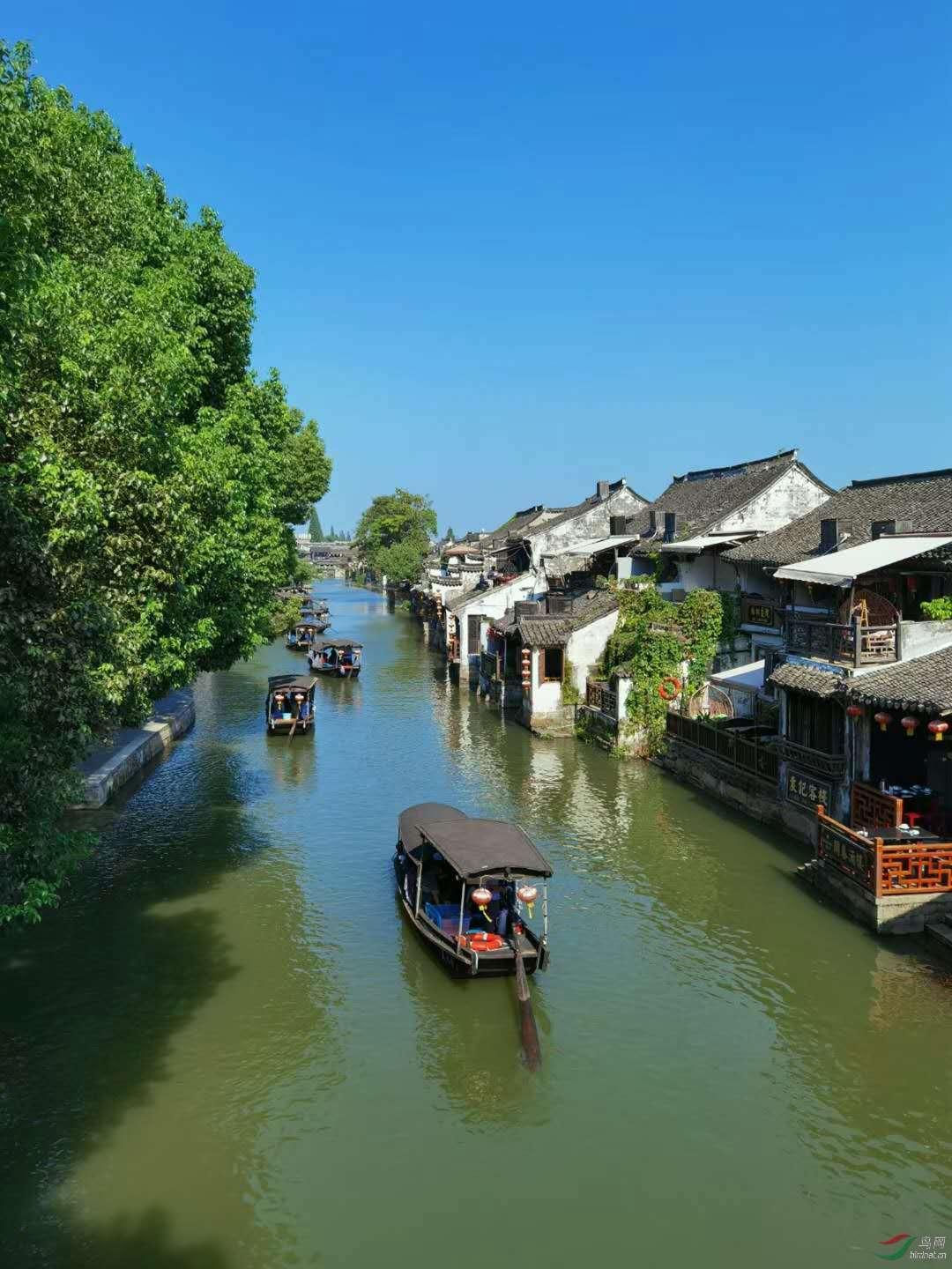 白孔雀救援